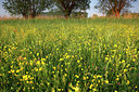 BUITEN BEELD Foto: 96487