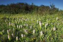 BUITEN BEELD Foto: 96493