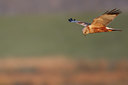 BUITEN BEELD Foto: 96504