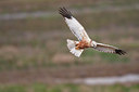BUITEN BEELD Foto: 96508
