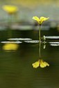BUITEN BEELD Foto: 96561