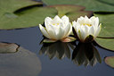 BUITEN BEELD Foto: 96580