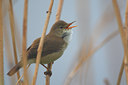 BUITEN BEELD Foto: 96616