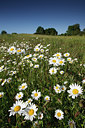 BUITEN BEELD Foto: 96647