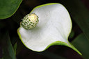 BUITEN BEELD Foto: 96648