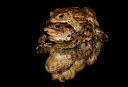 BUITEN BEELD Foto: 96659