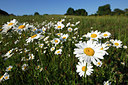 BUITEN BEELD Foto: 96699