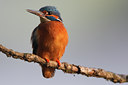 BUITEN BEELD Foto: 96721