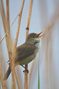 BUITEN BEELD Foto: 96722