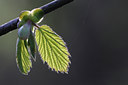 BUITEN BEELD Foto: 96782