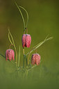 BUITEN BEELD Foto: 96800