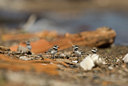BUITEN BEELD Foto: 96875