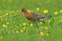 BUITEN BEELD Foto: 96893