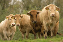 BUITEN BEELD Foto: 96972