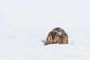 BUITEN BEELD Foto: 96996