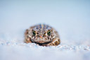 BUITEN BEELD Foto: 97031