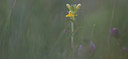 BUITEN BEELD Foto: 97040