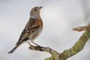 BUITEN BEELD Foto: 97079