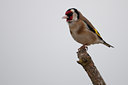 BUITEN BEELD Foto: 97085