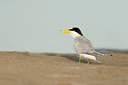 BUITEN BEELD Foto: 97091