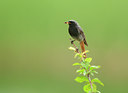 BUITEN BEELD Foto: 97138