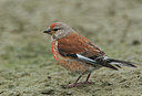 BUITEN BEELD Foto: 97192