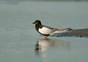 BUITEN BEELD Foto: 97199
