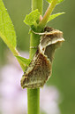 BUITEN BEELD Foto: 97219