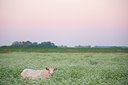 BUITEN BEELD Foto: 97328