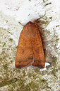 BUITEN BEELD Foto: 97373