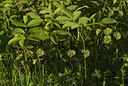 BUITEN BEELD Foto: 97420