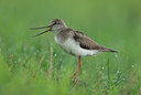 BUITEN BEELD Foto: 97438