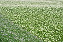 BUITEN BEELD Foto: 97574