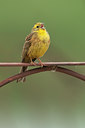 BUITEN BEELD Foto: 97667