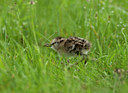 BUITEN BEELD Foto: 97673