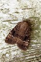BUITEN BEELD Foto: 97693