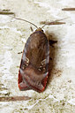 BUITEN BEELD Foto: 97694