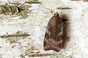 BUITEN BEELD Foto: 97695