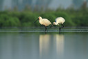 BUITEN BEELD Foto: 97709