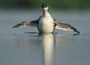 BUITEN BEELD Foto: 97714