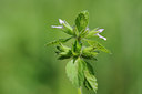 BUITEN BEELD Foto: 97850