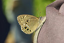 BUITEN BEELD Foto: 97922