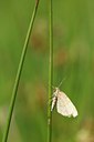 BUITEN BEELD Foto: 98007