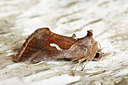 BUITEN BEELD Foto: 98041