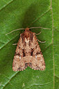 BUITEN BEELD Foto: 98056