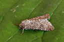 BUITEN BEELD Foto: 98060