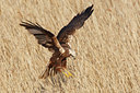 BUITEN BEELD Foto: 98306