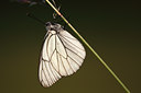 BUITEN BEELD Foto: 98322