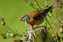 BUITEN BEELD Foto: 98377