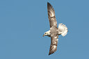 BUITEN BEELD Foto: 98421